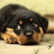 Foto: 947051 (Pixabay)